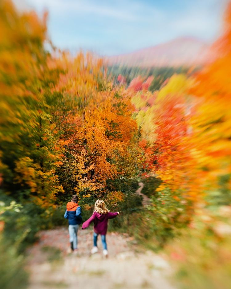 création de contenu d'automne couleurs des feuilles