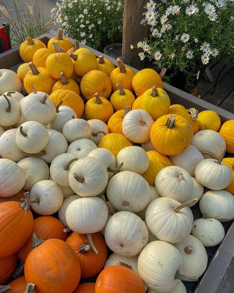 création de contenu d'automne citrouilles